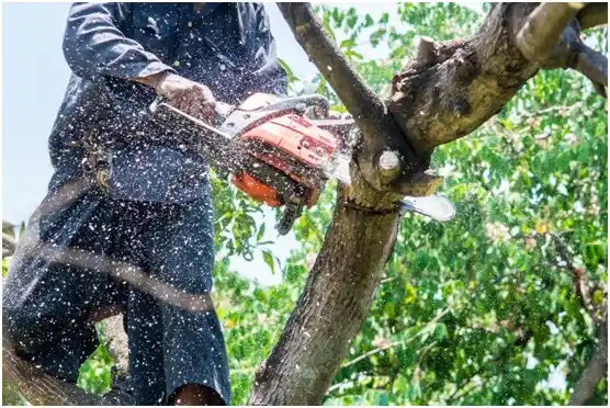 tree services Kamas